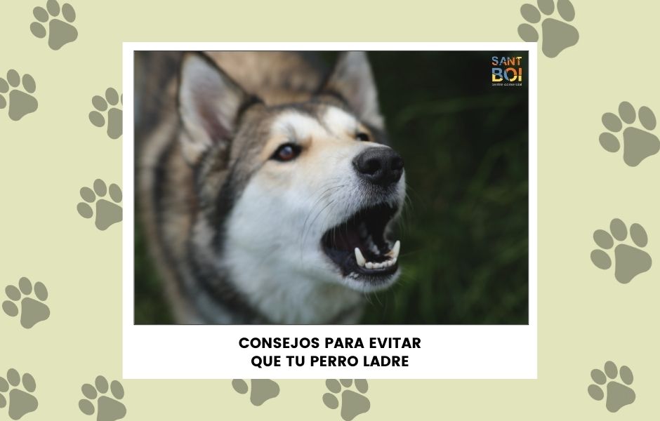 Foto noticia: Descubre cómo hacer que un perro no ladre